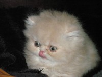 /album/galleria-foto-i-nostri-angeli/p7080063-jpg/