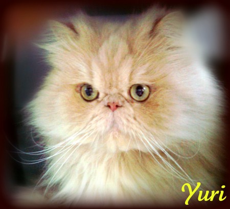 Persiano cream Yury maschio/male