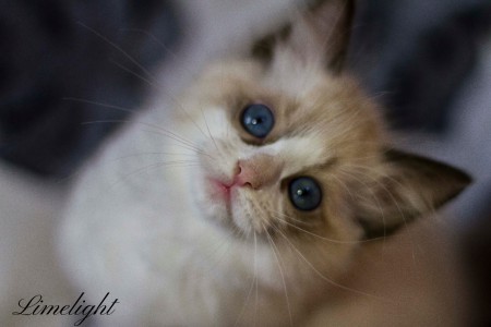 Limelight's Samira figlia di Yasmeen e Atreyu 2016