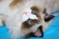 /album/ragdoll1/img-3091-jpg/