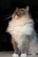 /album/ragdoll1/img-2915-jpg/